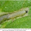 aricia agestis larva2